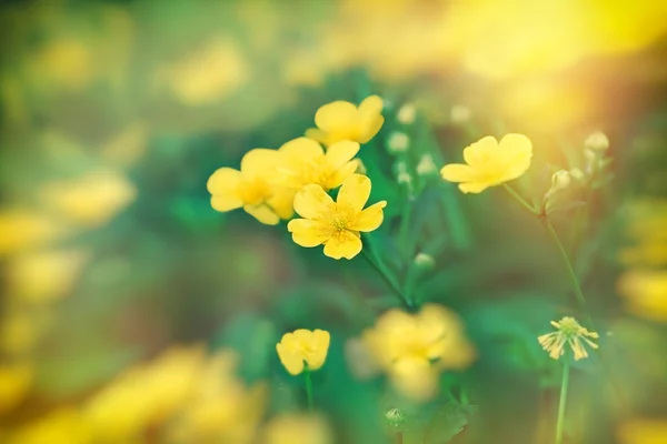 Butterblume - Wiesenblumen im Frühling — Stockfoto