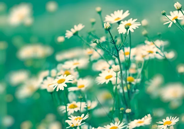 Daisy blommor i gräset - springtime — Stockfoto
