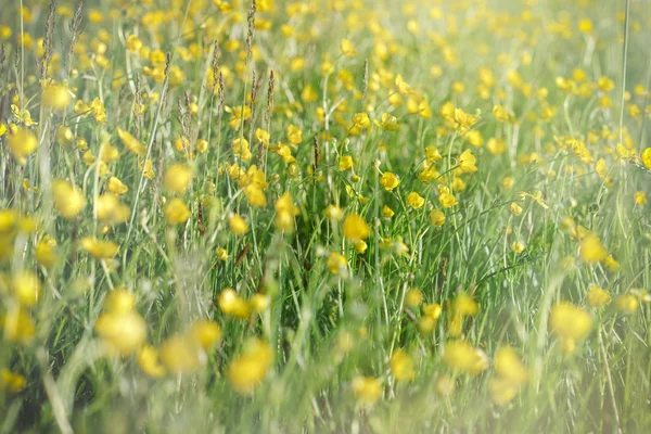 Луг - поле полно весенних цветов — стоковое фото
