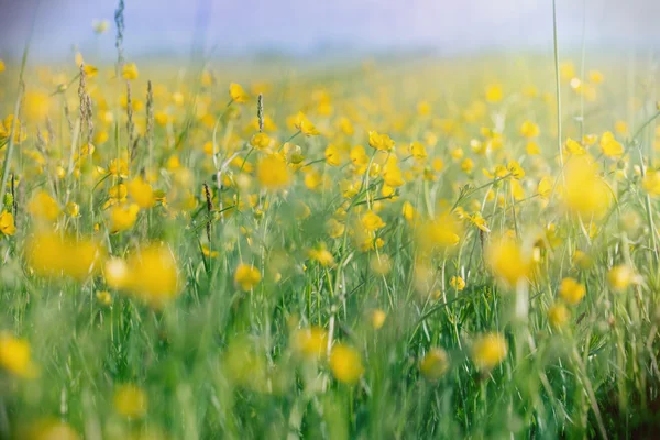 Wiese - Feld ist voller Frühlingsblumen — Stockfoto