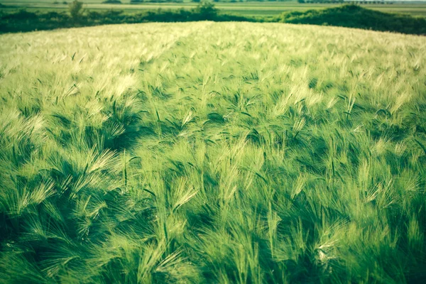 Frisches junges Getreide, Körner (Hafer, Gerste)) — Stockfoto