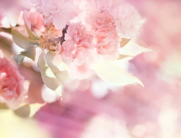 Cereza japonesa floreciente —  Fotos de Stock
