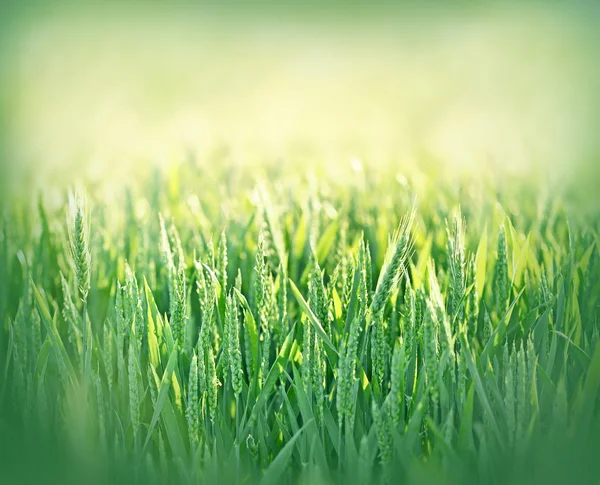 Groene tarweveld — Stockfoto