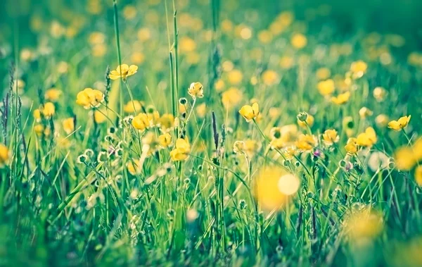 Маленькие желтые луговые цветы — стоковое фото
