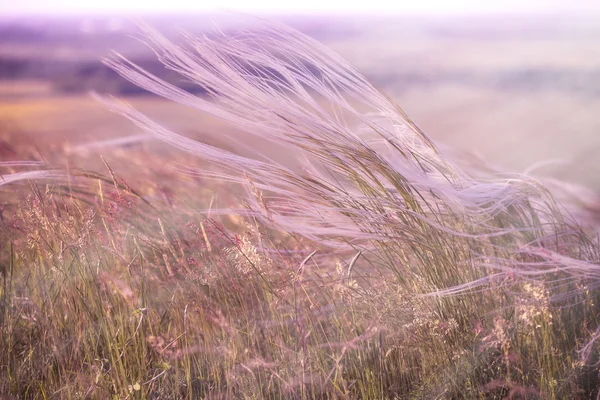 Silkeslen gräs - fluffiga gräs - mjukhet högt gräs — Stockfoto