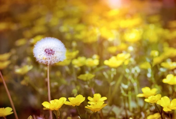 Löwenzahnsamen und gelbe Blumen als Hintergrund — Stockfoto