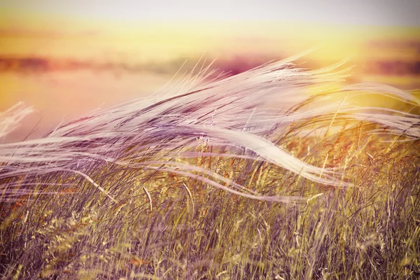 Pluizig grass - zachtheid hoog gras — Stockfoto