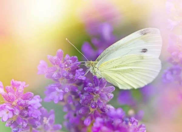 White butterfly on lavender — Stock Photo, Image