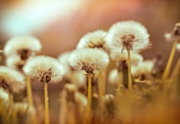 Semillas de diente de león - Diente de león — Foto de Stock