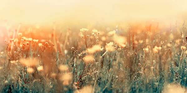 Sis çayır sarı çiçeklerle kaplı