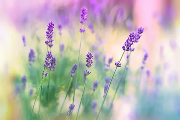 Lavendelbloemen in bloementuin — Stockfoto