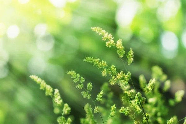 Vacker hög vår gräs upplyst av solstrålar — Stockfoto