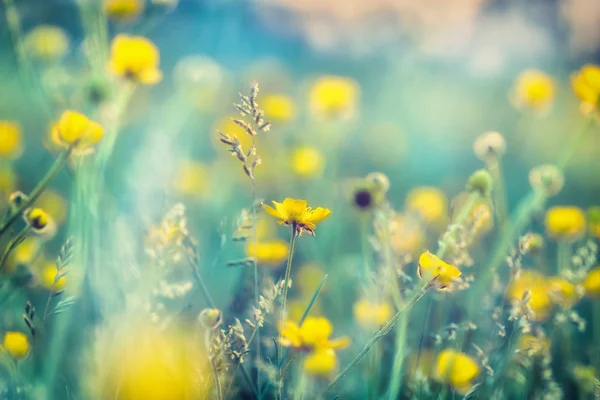 Fleurs jaunes dans la prairie — Photo