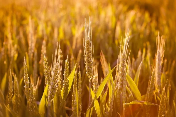 Пшеничное поле в конце дня — стоковое фото