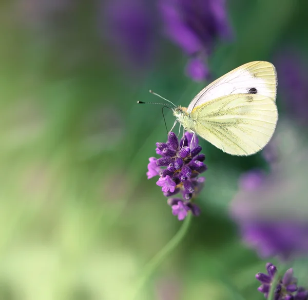 Papillon sur fleur de lavande — Photo