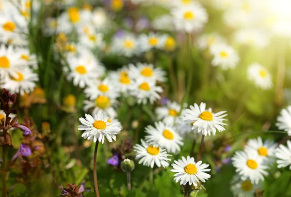 Mooie madeliefjebloemen in weide — Stockfoto