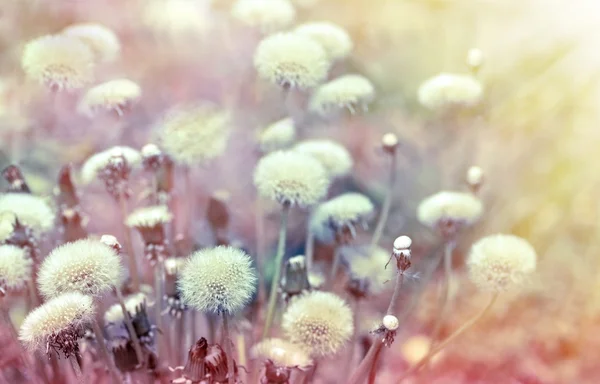 Beautiful dandelion seeds — Stock Photo, Image