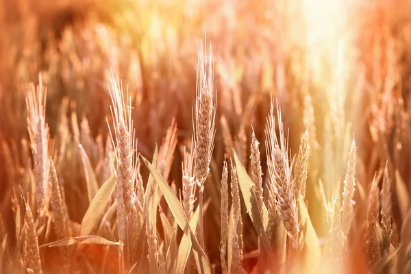 Campo de trigo iluminado por la luz del sol de la tarde —  Fotos de Stock