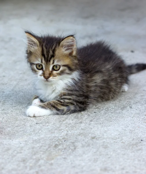 Niedliches Kätzchen - Maine Coon — Stockfoto