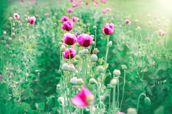 Piękne fioletowe kwiaty maku — Zdjęcie stockowe