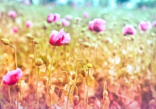Красиві фіолетові макові квіти — стокове фото