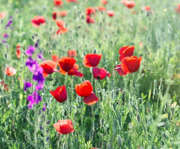 Çayırda haşhaş kırmızı çiçekler — Stok fotoğraf