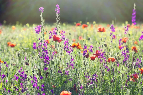 Красивые луговые цветы — стоковое фото
