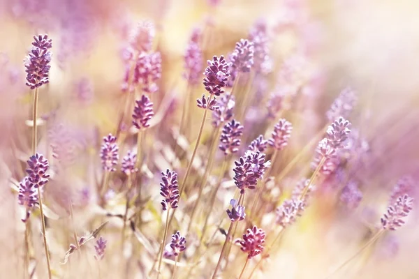 Lavander blommor i min blomma trädgård — Stockfoto