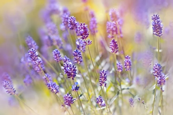 Lavander flowers in my flower garden — Stock Photo, Image