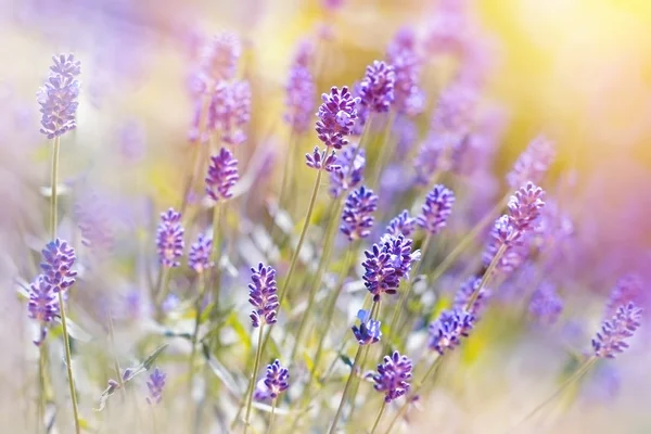 Indah bunga lavender di kebun saya — Stok Foto
