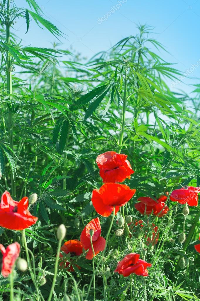 Red Poppy Flowers And Cannabis Marijuana Stock Photo Image By C Lola19
