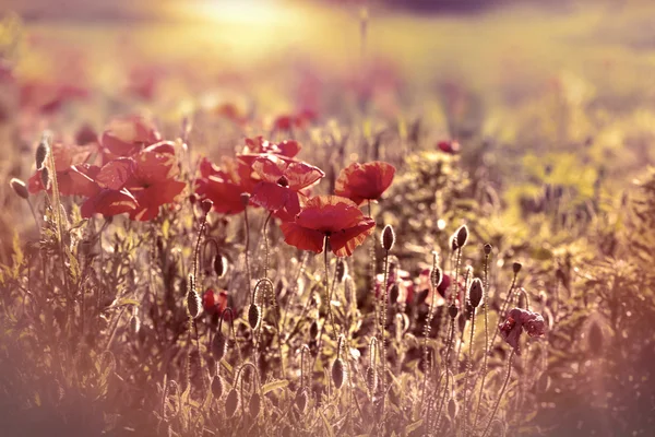 Poppy flowers in meadow — Stock Photo, Image