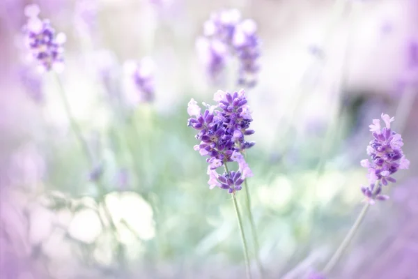 Morbido focus sulla bella lavanda — Foto Stock