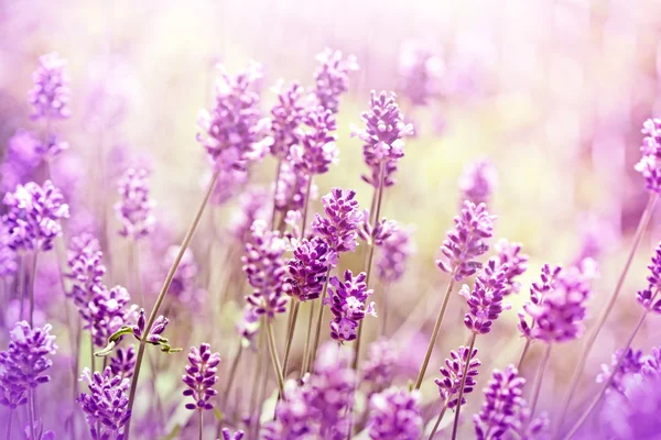 Flores de lavanda iluminadas com raios de sol — Fotografia de Stock