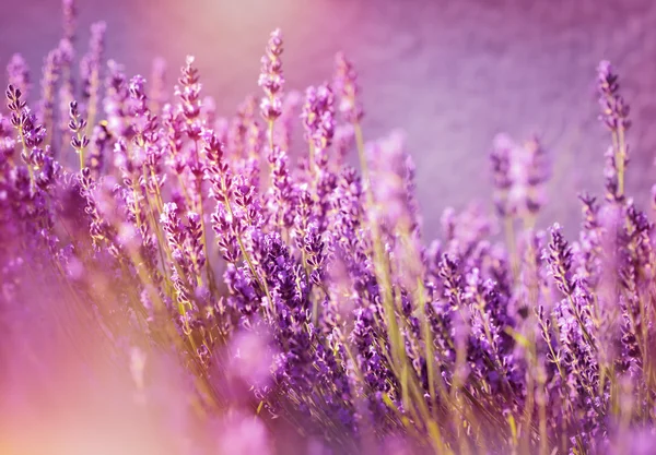 Lavendelblüten mit Sonnenstrahlen beleuchtet — Stockfoto