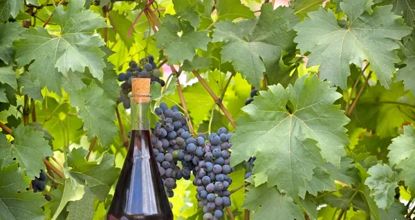 Vinho tinto e uvas vermelhas na vinha de uva — Fotografia de Stock