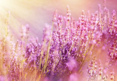 Lavender flowers lit by sun rays (sunbeams)