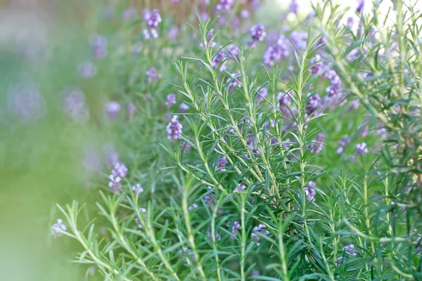 Romero y lavanda como fondo en mi jardín — Foto de Stock