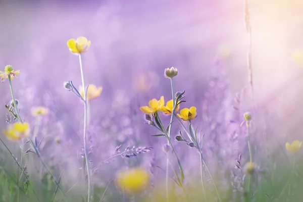 Fleurs jaunes éclairées par les rayons du soleil — Photo