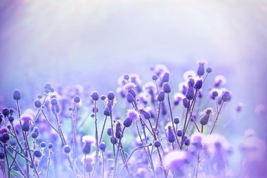 Flowering thistle - burdock lit by sunlight