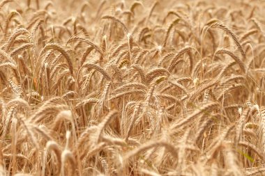 Wheat field - time for harvest