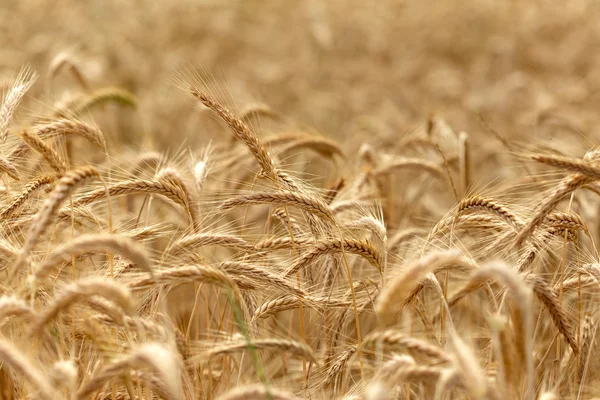 Campo de trigo - tempo de colheita — Fotografia de Stock