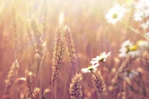 Beautiful wheat field and blured daisy flower — Zdjęcie stockowe