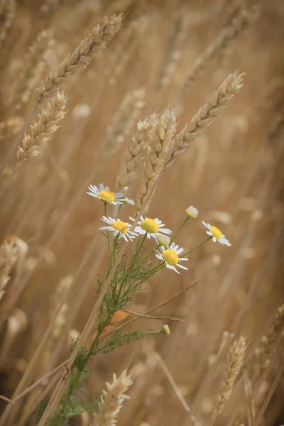 Цветок ромашки на пшеничном поле — стоковое фото