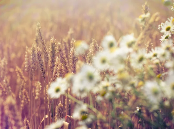 Beautiful wheat field and blured daisy flower — 图库照片