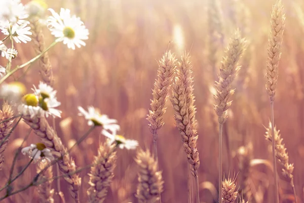 Пшеничное поле - красивая природа — стоковое фото