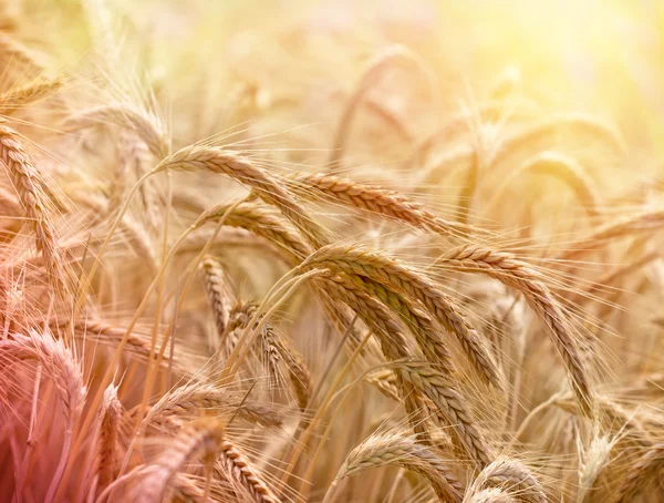 Schönes Weizenfeld — Stockfoto