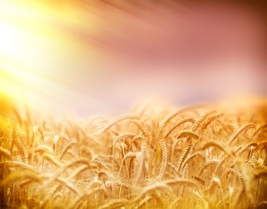 Wheat field illuminated by sun rays (sunbeams)
