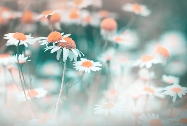 Chamomile (wild chamomile) - daisy flower — Stock fotografie