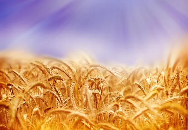 Wheat field illuminated by sun rays (sunbeams) — Stockfoto